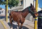  RECUPERO DE EQUINO SUSTRAÍDOS EN ZONA RURAL 