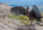 Por primera vez en Córdoba, liberan un cóndor andino juvenil con rastreador satelital