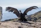 Día del Animal: El compromiso de Córdoba con el rescate y rehabilitación de la fauna silvestre