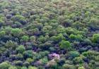 Se extiende la convocatoria del Programa de Pago por Servicios Ambientales para la conservación de bosque nativo