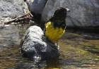 Policía Ambiental rescató y rehabilitó 41 aves silvestres y un zorro gris que regresaron a la naturaleza