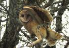 La Policía Ambiental liberó 26 aves silvestres en una reserva natural de Cosquín