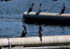 Nueva jornada gratuita de avistaje de aves en la Planta Depuradora