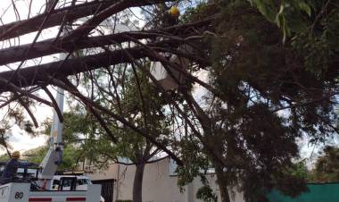Caída de postes y árboles por tormenta de viento