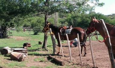 Encefalomielitis equina: tras el brote en Córdoba, declaran la emergencia sanitaria en todo el país
