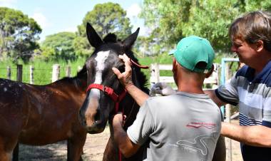 El municipio coloca microchips informáticos a equinos de la ciudad