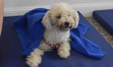 Superamos las 100 castraciones en el área sanitaria de control animal