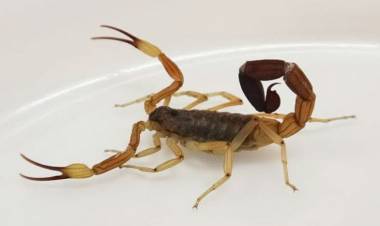 Accidentes con animales ponzoñosos: cómo evitarlos y qué hacer si ocurren