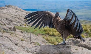Por primera vez en Córdoba, liberan un cóndor andino juvenil con rastreador satelital