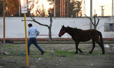 Secuestran nueve caballos y desmontan corrales ilegales en terrenos del Ferrocarril Mitre