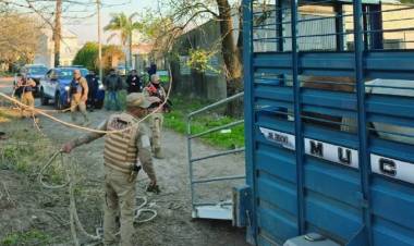 Secuestran 11 caballos en barrio 9 de Septiembre por violación de normativas municipales