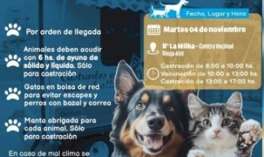 Vacunación antirrábica y castraciones en San Francisco: cómo continúa el cronograma