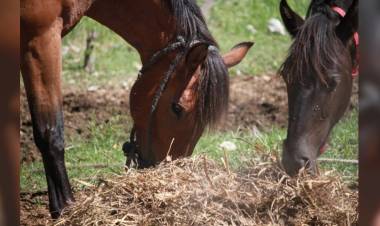 El municipio y la Ipea 222 producen alfalfa para alimentar a caballos incautados en la calle