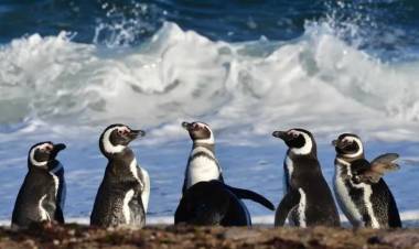 El Conicet realiza otro streaming, esta vez con pingüinos en la Patagonia: cómo verlo