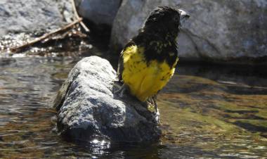 Policía Ambiental rescató y rehabilitó 41 aves silvestres y un zorro gris que regresaron a la naturaleza