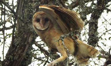La Policía Ambiental liberó 26 aves silvestres en una reserva natural de Cosquín
