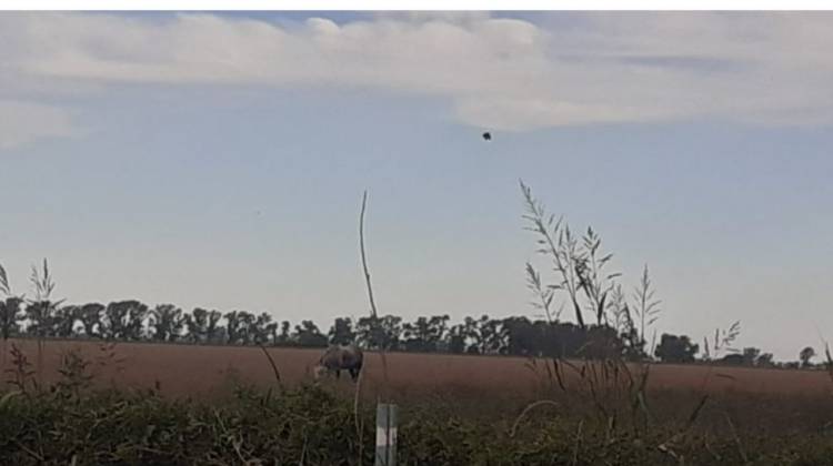 Secuestraron animales en Brikmann