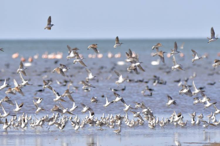 Mar de Ansenuza el humedal más grande de Sudamérica 