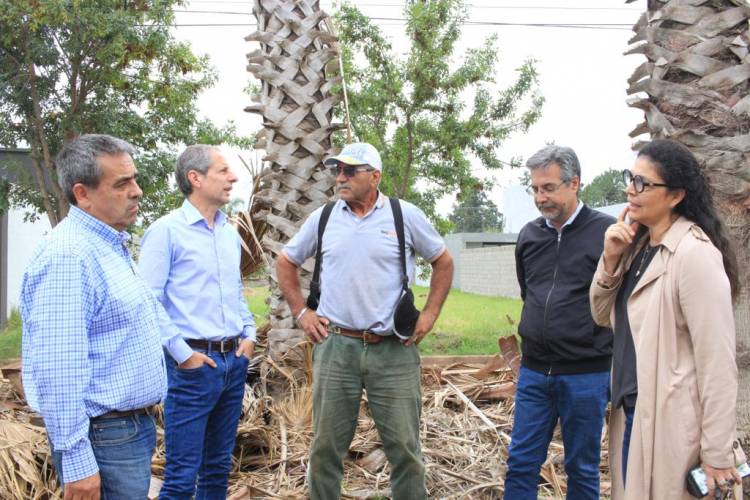Limpieza y poda de palmeras en Loteo Los Palmares y Altos del Prado