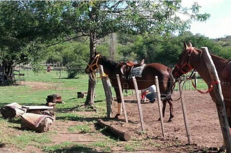 Encefalomielitis equina: tras el brote en Córdoba, declaran la emergencia sanitaria en todo el país