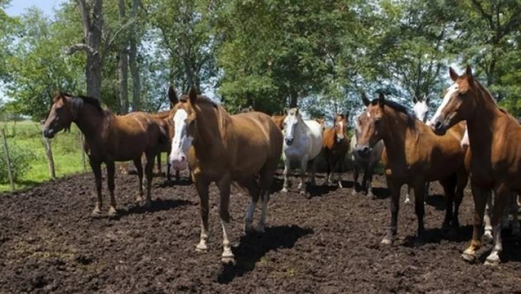 Una mujer murió por encefalitis equina y ya son dos las víctimas fatales desde el inicio del brote