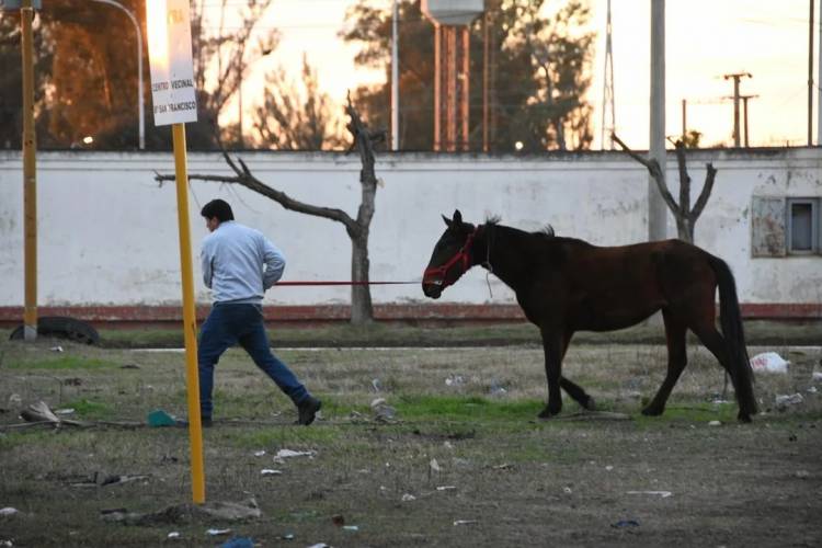 Secuestran nueve caballos y desmontan corrales ilegales en terrenos del Ferrocarril Mitre