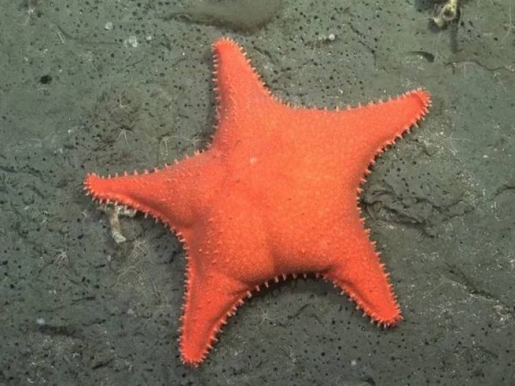 Durante la exploración submarina, científicos del Conicet descubrieron 40 nuevas especies