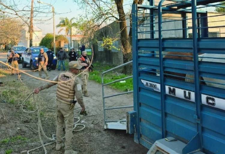 Secuestran 11 caballos en barrio 9 de Septiembre por violación de normativas municipales