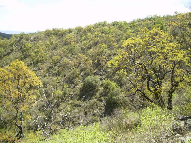 La Provincia optimiza el trámite para Planes de Manejo y Conservación de Bosques Nativos
