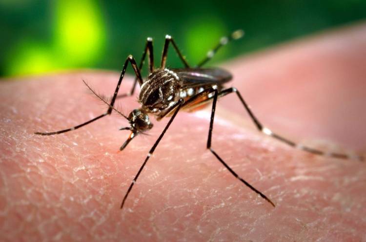 El Ministerio de Salud confirmó tres nuevos casos autóctonos de chikungunya en Córdoba
