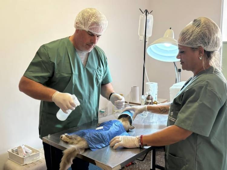 Frontera: habrá una jornada de castración gratuita para perros y gatos