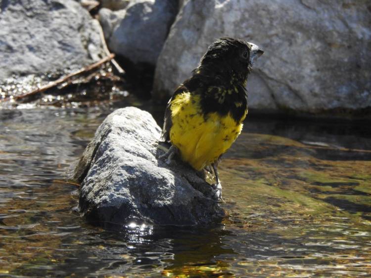 Policía Ambiental rescató y rehabilitó 41 aves silvestres y un zorro gris que regresaron a la naturaleza