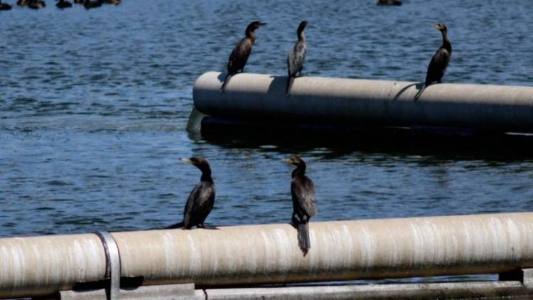 Nueva jornada gratuita de avistaje de aves en la Planta Depuradora